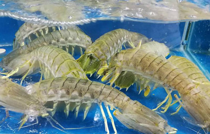 海鮮怎么進口報關(guān)？有哪些注意事項？
